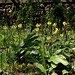 Erythrone pagode - Erythronium pagoda