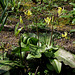 Erythrone pagode - Erythronium pagoda