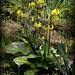 Erythrone pagode - Erythronium pagoda