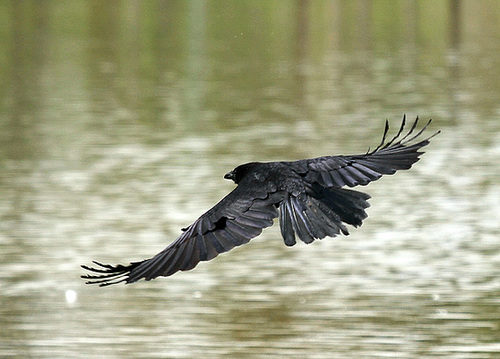 Rabenvogel über dem See