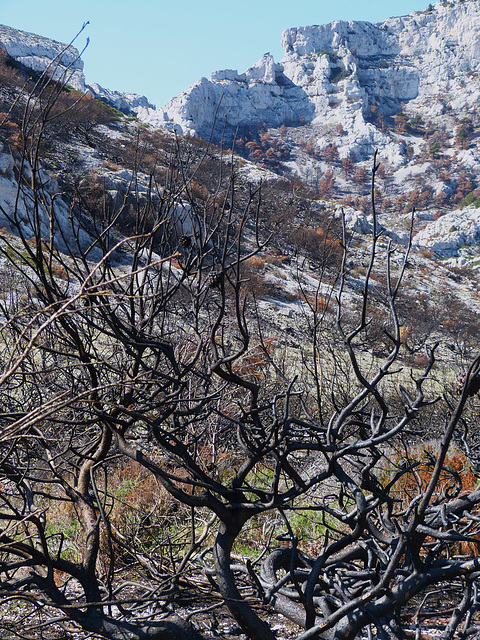 ...Parc naturel des Calanques...1000ha ont brûlé,il y a 2 mois ...