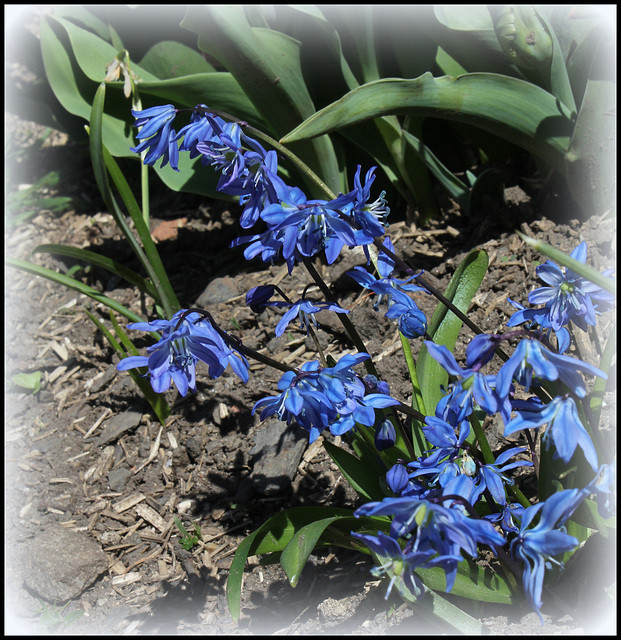 Scilla sibirica