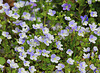 Wiesenblümchen