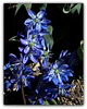 Scilla sibirica