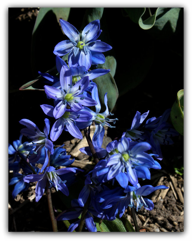 Scilla sibirica