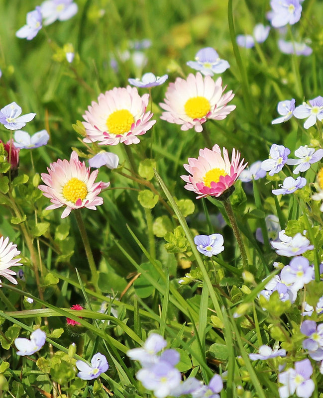 Gänseblümchen