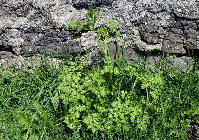 Apiacée à identifier (2)