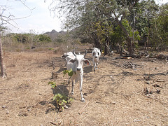 Bueyes lindos /  Boeufs sympathiques / Friendly beef