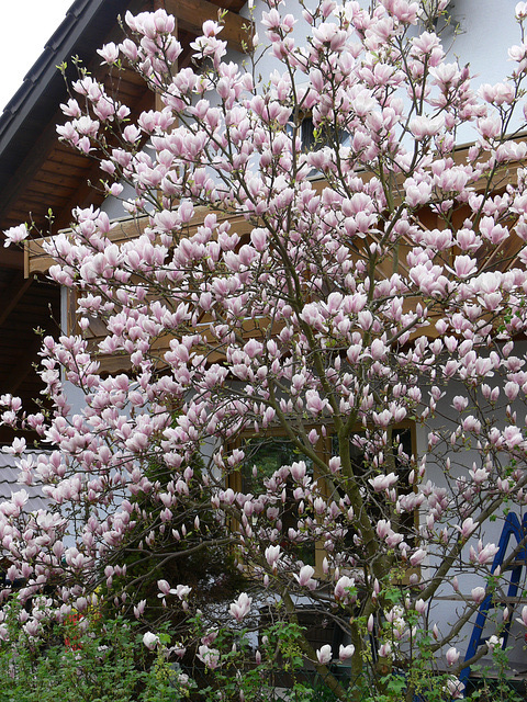 Nachbars Magnolienbaum