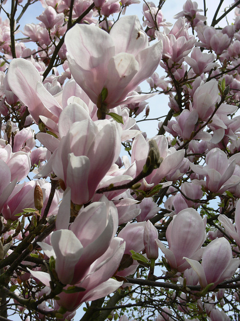 Magnolien