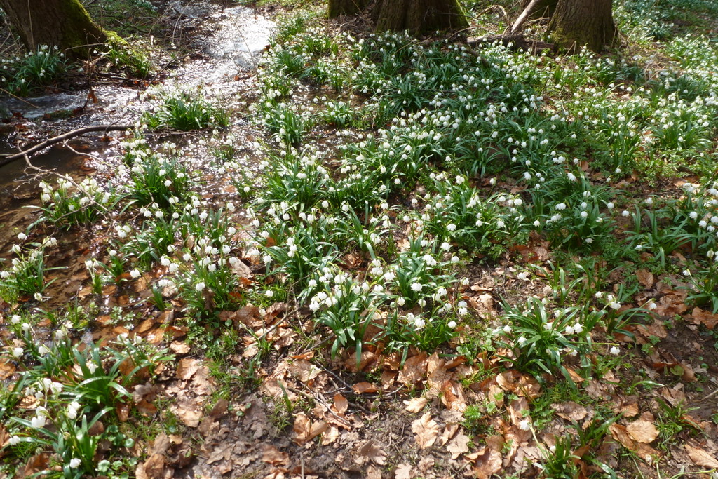 Märzenbecherblüte im Polenztal - Sachsen - 2013