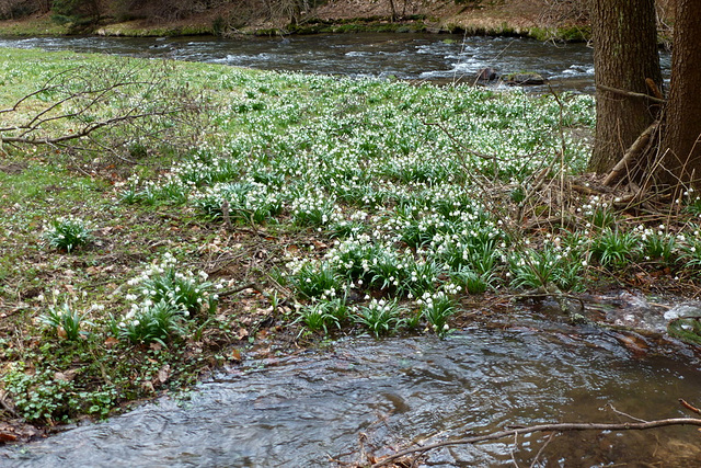 Märzenbecherblüte im Polenztal - Sachsen - 2013