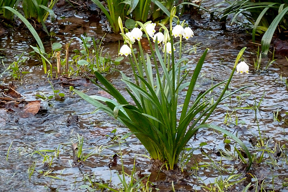 Märzenbecherblüte im Polenztal - Sachsen - 2013