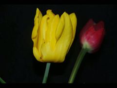 vie des tulipes ...2