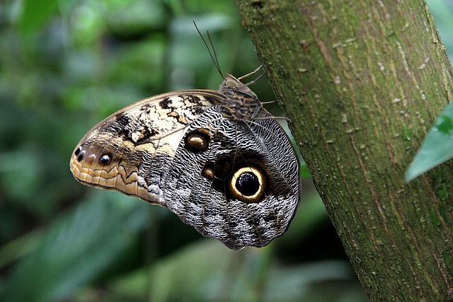 Schmetterling