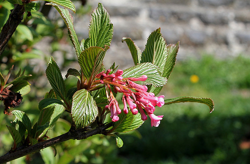 Viburnum bodnantense