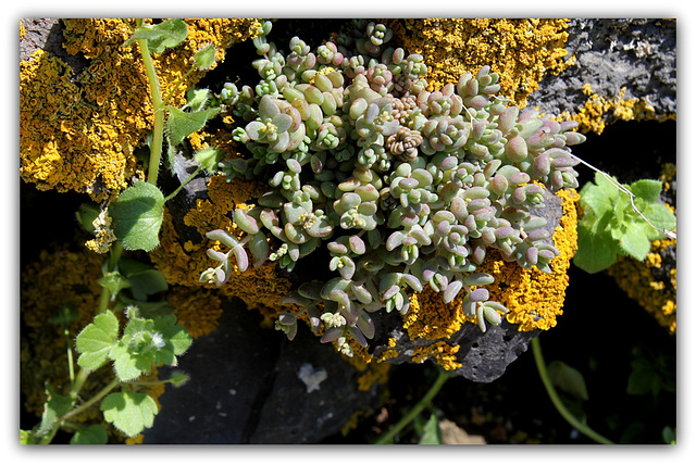 Sedum dasyphyllum préparant sa floraison