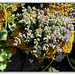 Sedum dasyphyllum préparant sa floraison