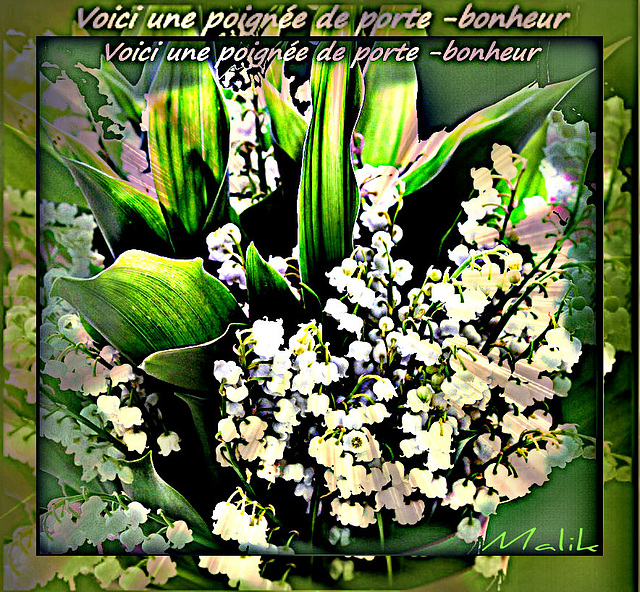 Muguet du Bonheur..!