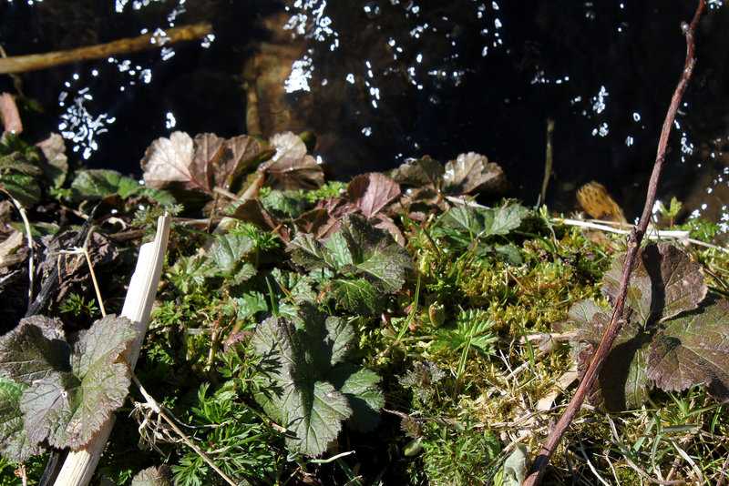 Benoite des ruisseaux - Geum rivale