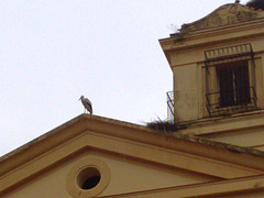 Cigüeña en Soria