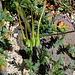 Erodium cicutarium- Erodium à feuilles de ciguë