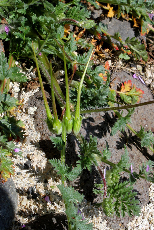 Erodium cicutarium- Erodium à feuilles de ciguë