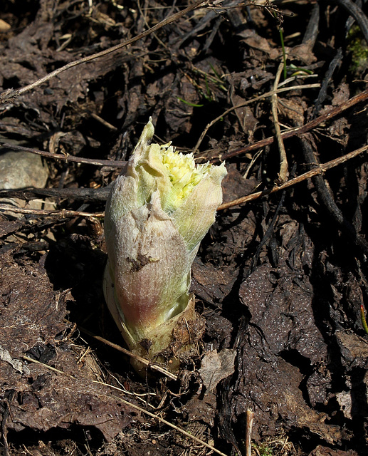 Sortie de Petasites alba (2)