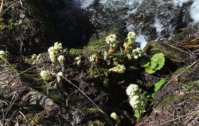 Pétasites blancs en bord de ruisseau