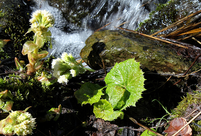 Petasites alba - le feuillage