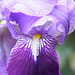 iris de mon jardin