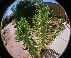 Cactus (03070002)