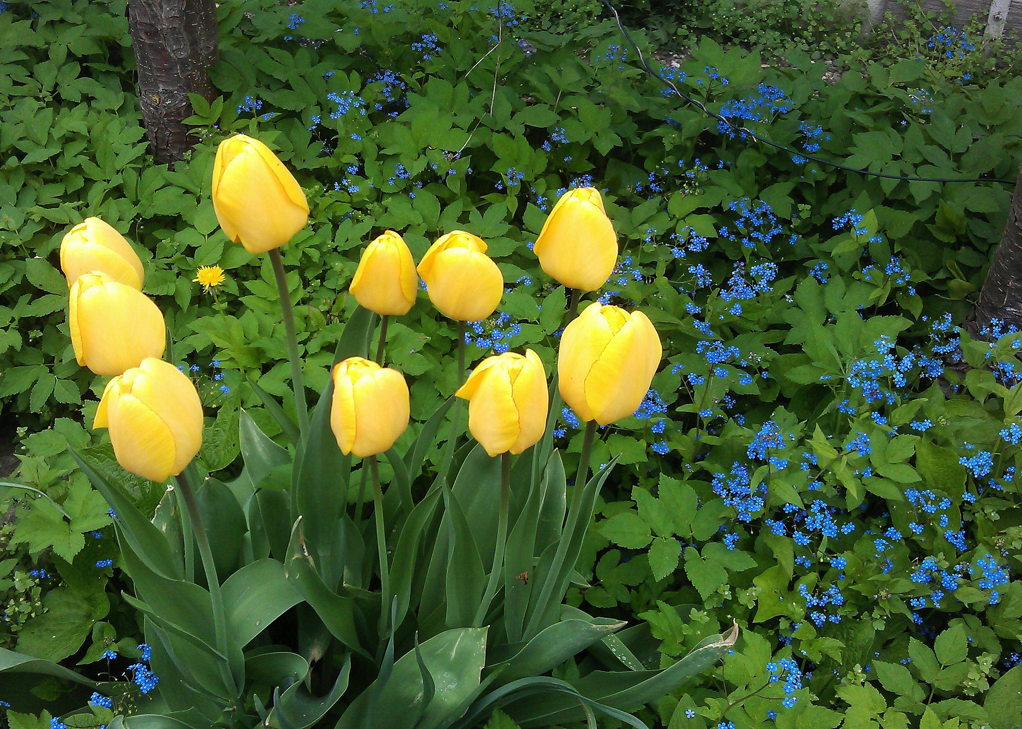 Tulpen u. Vergißmeinicht