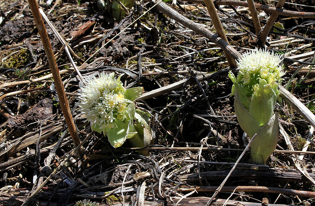 Petasites alba en fleurs  (2)