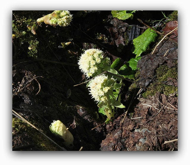 Petasites alba en fleurs  (3)