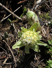 Petasites alba en fleurs  (4)