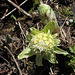 Petasites alba en fleurs  (4)