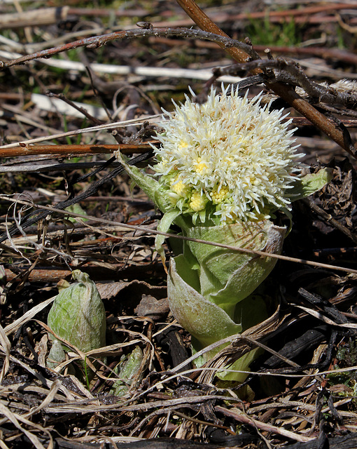 Petasites alba en fleurs  (5)