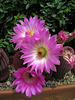Cactus Flowers (0761)
