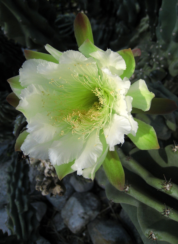 Night Blooming Cactus (0762)
