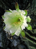 Night Blooming Cactus (0762)