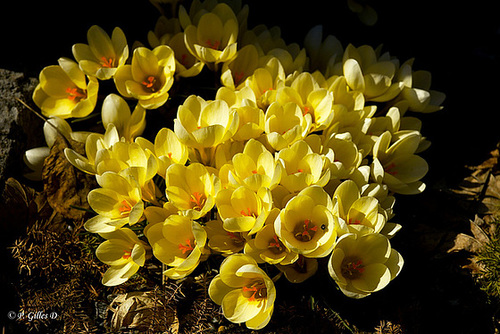 Premières fleurs de l'année