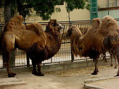 Zoo Garden of Lisbon, camels (1)