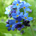 Vergißmeinnicht / forget-me-not