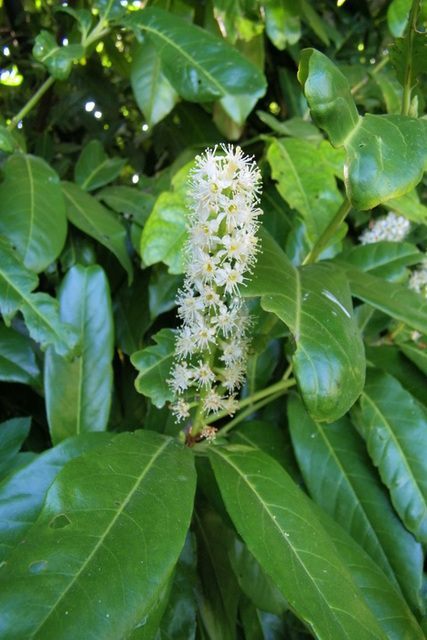 Fleur de laurier cerise