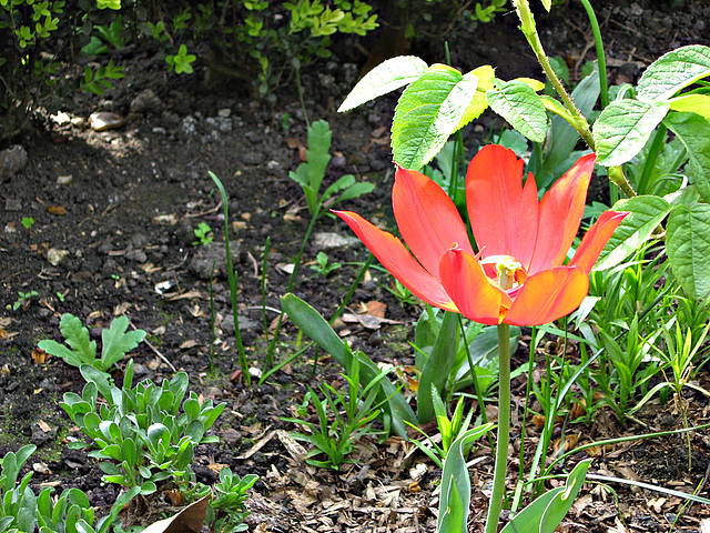 Red flower in Lambeth