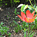 Red flower in Lambeth