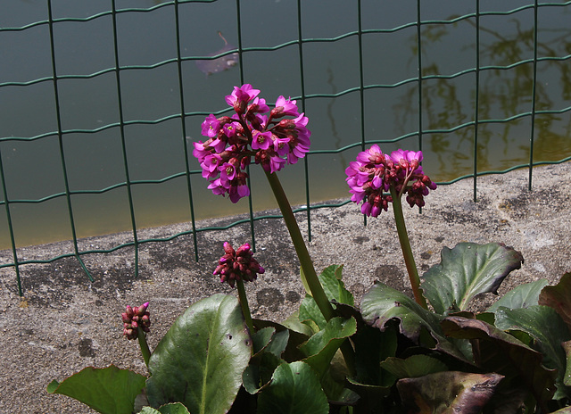 Bergenia cordifolia