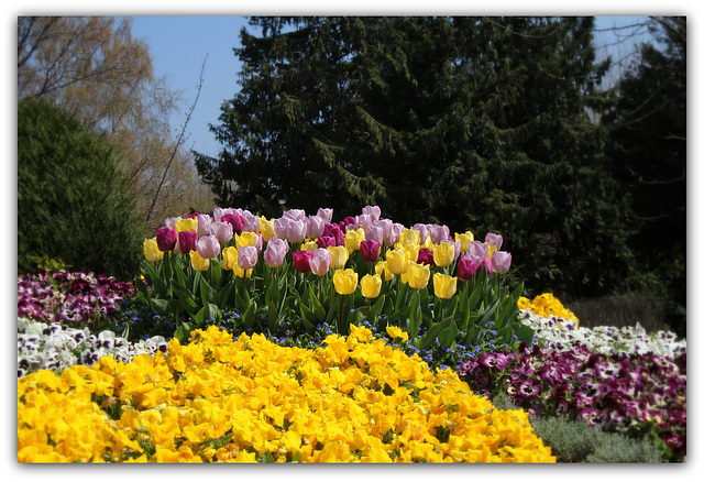 Tulipes au coeur