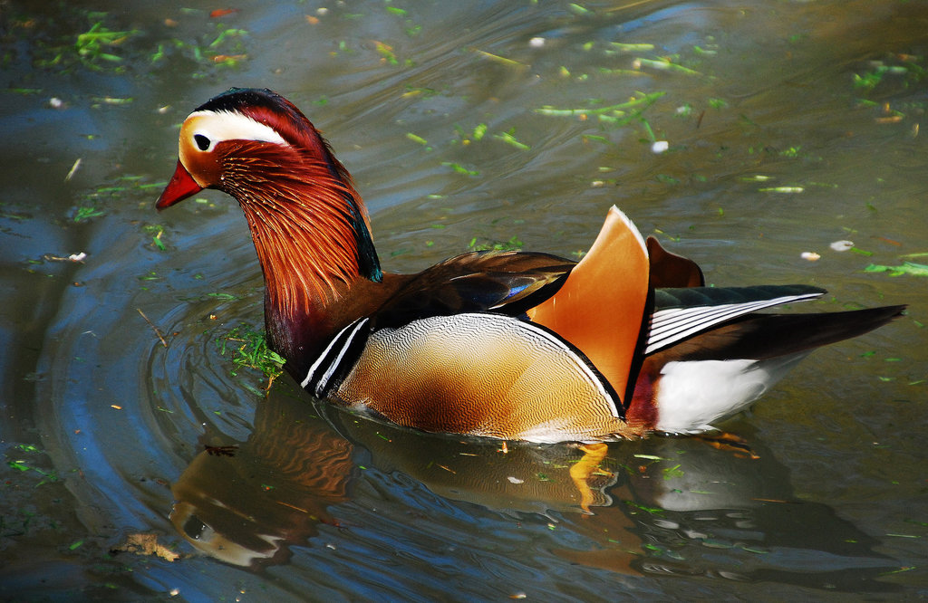 Mon Mandarin